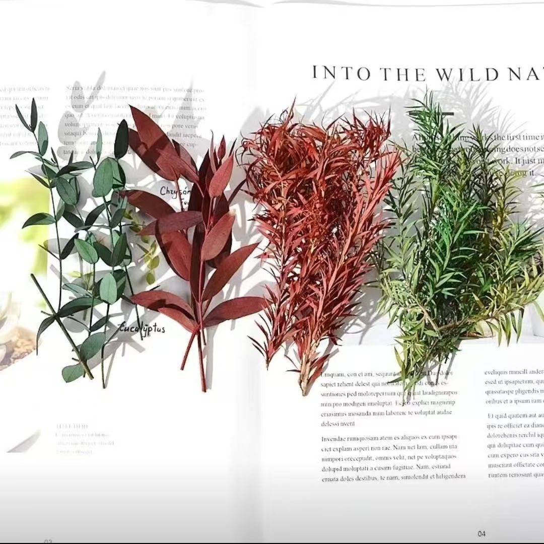Inmortal Melaleuca de oro, pino y ciprés, hojas de eucalipto, flores secas, hojas, ramas, ramos, futones, plantas decorativas, flores