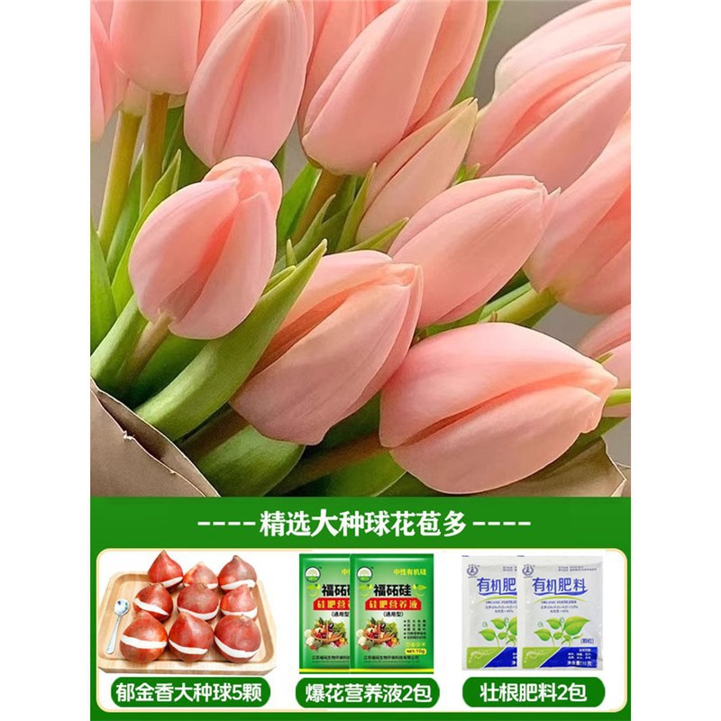 A3 anna tulip 3 large balls + nutrient solution + fertilizer