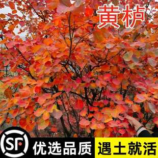 �t���S���������Ի��@ͥԺ�e���^�~ֲ���L����֦�l���~�ͺ��͟�