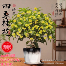 桂花树苗四季桂盆栽可食用开花不断室内阳台庭院浓香型花卉植物