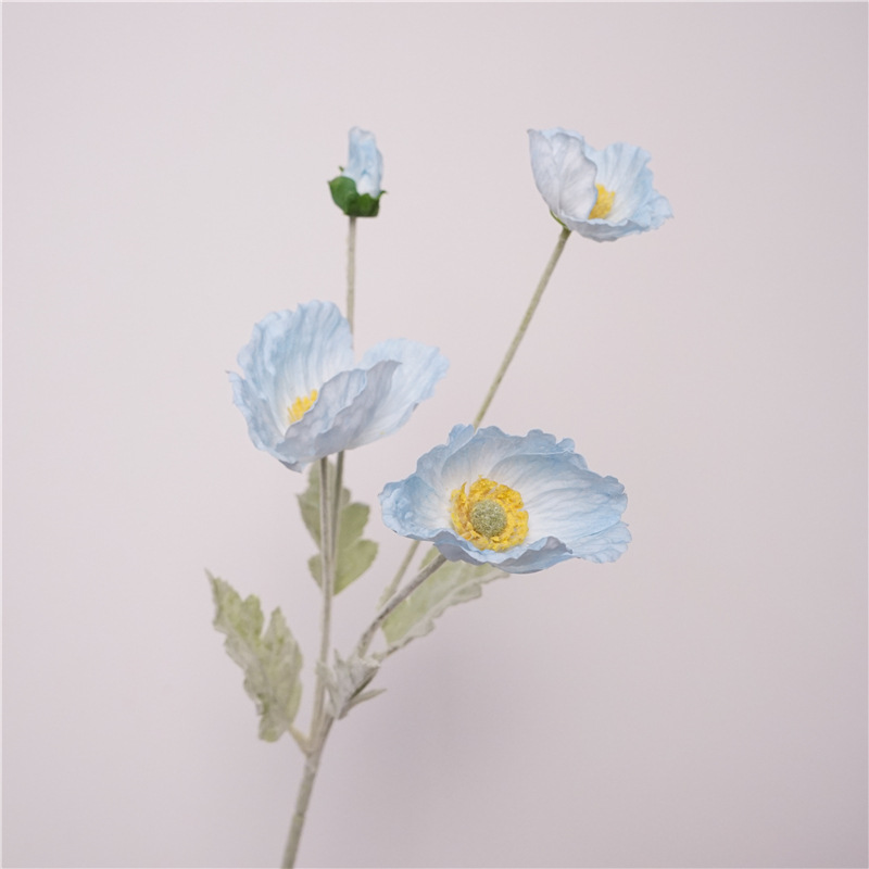 Moisturizing poppy-light blue