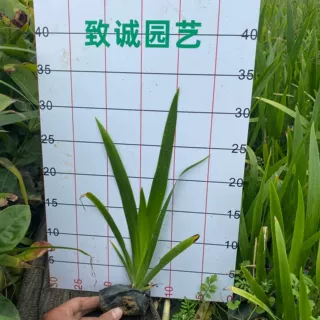 巴西鸢尾工程苗 巴西鸢尾批发 漳州基地直供 量大优惠湿地