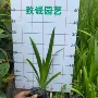 漳州巴西优惠基地工程苗