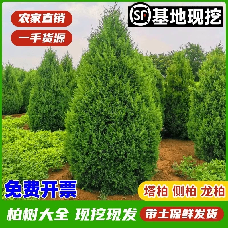 Саженцы кипариса, кипарис, плоский кипарис, сосновый кипарис, боковые саженцы кипариса, круглый кипарис, сосна, пагода, саженцы кипариса, зеленение, вечнозеленый.