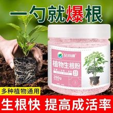 强力生根粉植物通用快速生根液壮苗剂营养液水培绿植扦插移栽肥料