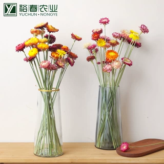 云南麦秆菊带杆七彩菊雏菊菠萝菊干花diy花材家具摆放创意家居饰
