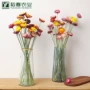 云南带杆七彩菊家具菠萝