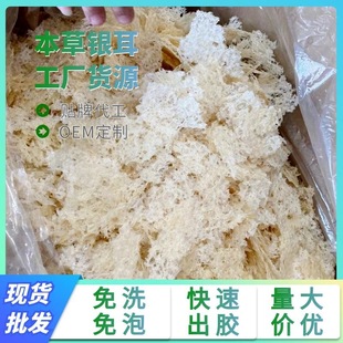 Materia Medica посадка Tremella gutian Takayama Dry Good