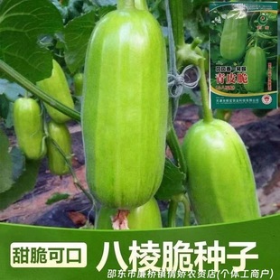 �����ϷN�Ӵ�ȫ�˹ϟ����S�Ӵ��߲˷N��ԭ�b�N�Ӵ�ȫ���l���l