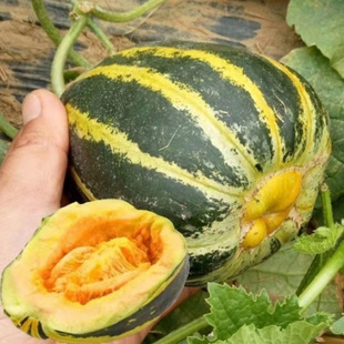 ������ϷN�ӻ�Ƥ�ļ���t��߅������ϼ�ͥ����������ϷN��