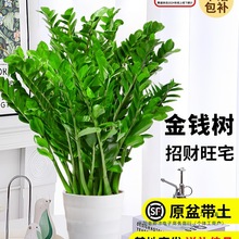 金钱树盆栽室内好养绿植花卉办公室客厅大花盆大型摇钱串子树