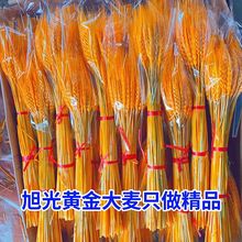 【10000只精品】精品黄金麦穗干花开业大麦摆件装饰黄金包邮