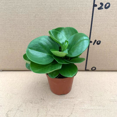 벽옥[원래 화분과 흙] 화분 1개