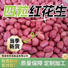产地工厂 现货直发  四粒红发生米  松原花生 东北四粒红红花生米