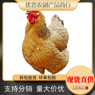 �F��1������ĸ�u 3�����Ҳ�����K�����u ����ɢ�B�x���u��S���]