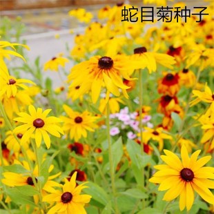 ɢ�b��Ŀ�շN��ѩ����ɽѩ�ջ��N������ͥԺ���ܷN���ļ�