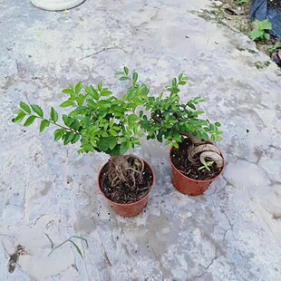 �������l ��������ܘ��辰�䘶�k���Һ��B���� A90#������^�ܘ�