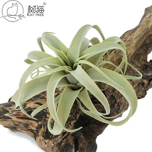 ��؈�ٻ�26cm�՚��P��������ֲ��Ҿ��b�̖�՚�ݾGֲ����