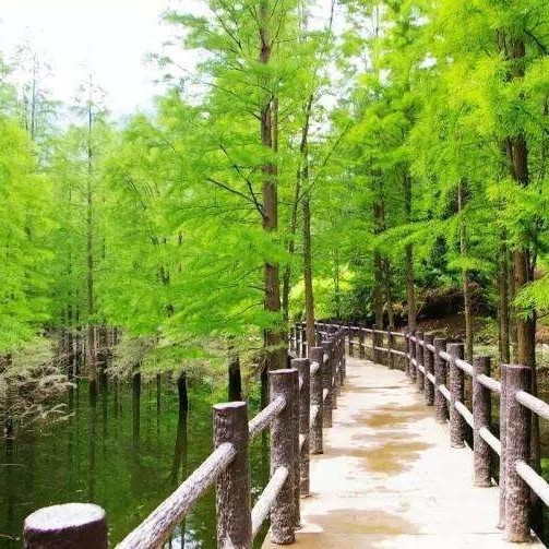 水杉苗水杉树苗树小苗庭院别墅道路绿化行道风景树南北方均可种植