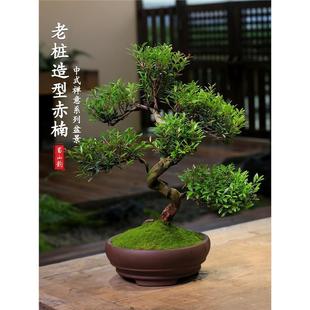 Small-Leaf Red Nan Old Stump Bonsai-Shaped Plant, Evergreen Potted Plant for All Seasons, Suitable for Courtyard, Indoor Living Room, Easy-To-Care-For Foliage Plant
