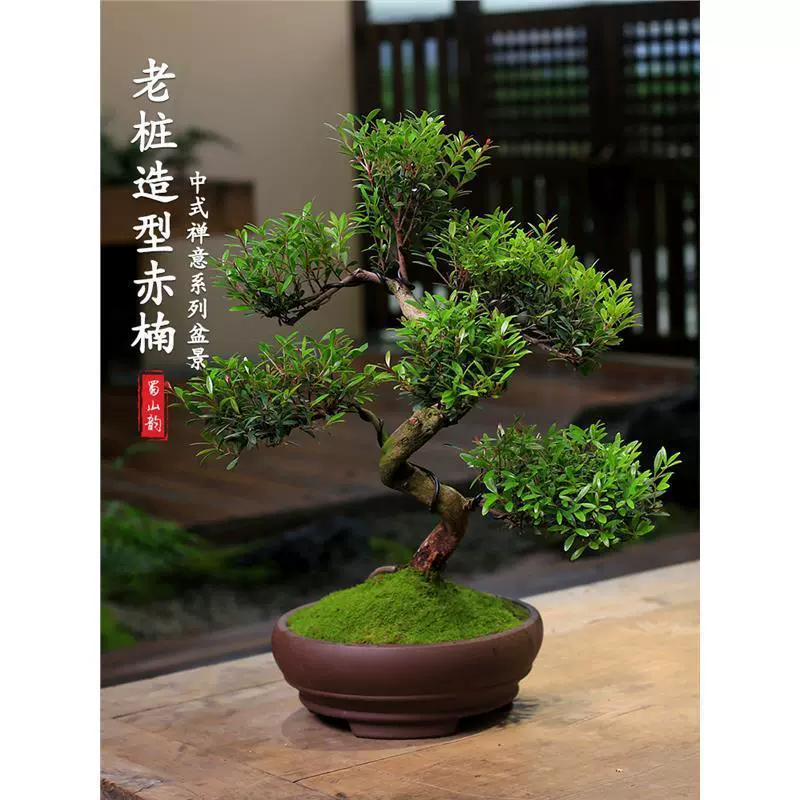 Малолистное красное растение в форме бонсай с старым сучком, вечнозеленое растение в горшке для всех сезонов, подходящее для двора, гостиной в помещении, легкое в уходе лиственное растение.
