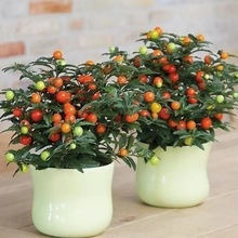 �͟��ͺ���������ɺ�� ���c���tɺ���� ������ �ļ��� Ұ��������