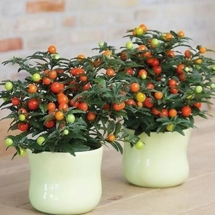 �͟��ͺ���������ɺ�� ���c���tɺ���� ������ �ļ��� Ұ��������