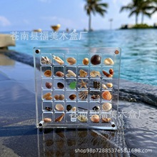 跨境专供贝壳收纳盒迷你海螺贝壳标本磁吸高透明亚克力收纳盒现货