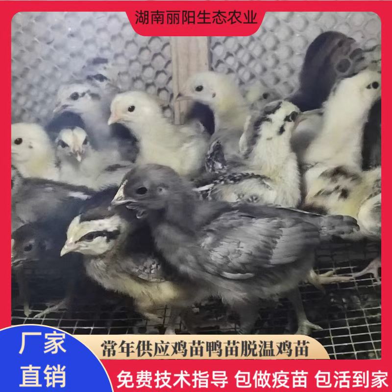 批发脱温鸡苗鹊山鸡苗另有珍珠鸡苗贵妃鸡苗绿壳蛋鸡苗草鸡苗蛋鸡