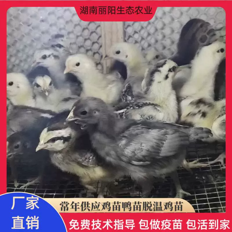 Оптовая продажа живых цыплят, бройлерных цыплят, цыплят одного месяца, простых в выращивании и уходе, с возможностью получения технической помощи.