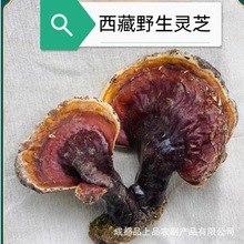 （可批发·）正宗西藏金边松衫野生灵芝味香无添加自然风干晾晒
