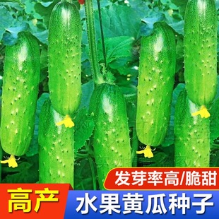New Varieties of Fruit Cucumber Seeds, Crisp and Sweet Dry Cucumbers, High-Yielding, Farm-Grown Cucumber Seeds for Eating in Spring & Fall Seasons
