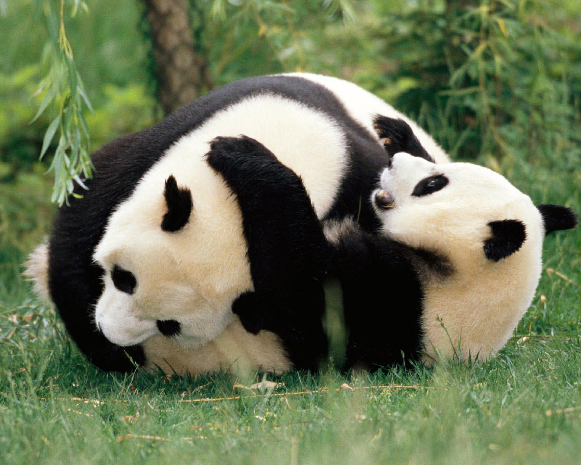 Cross-border 5d Amazon diamante pintura pegatinas hecho a mano DIY animal ladrillo pintura sala de estar pintura decorativa pegatinas al por mayor