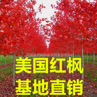 �������l���NҎ�������t���� ����� �t�c �t�� ʮ�¹��x�ȼt����
