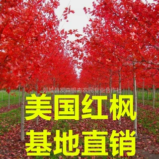 基地批发各种规格美国红枫树 秋火焰 红点 红冠 十月光辉等红枫树