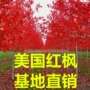 美国火焰基地各种红枫树