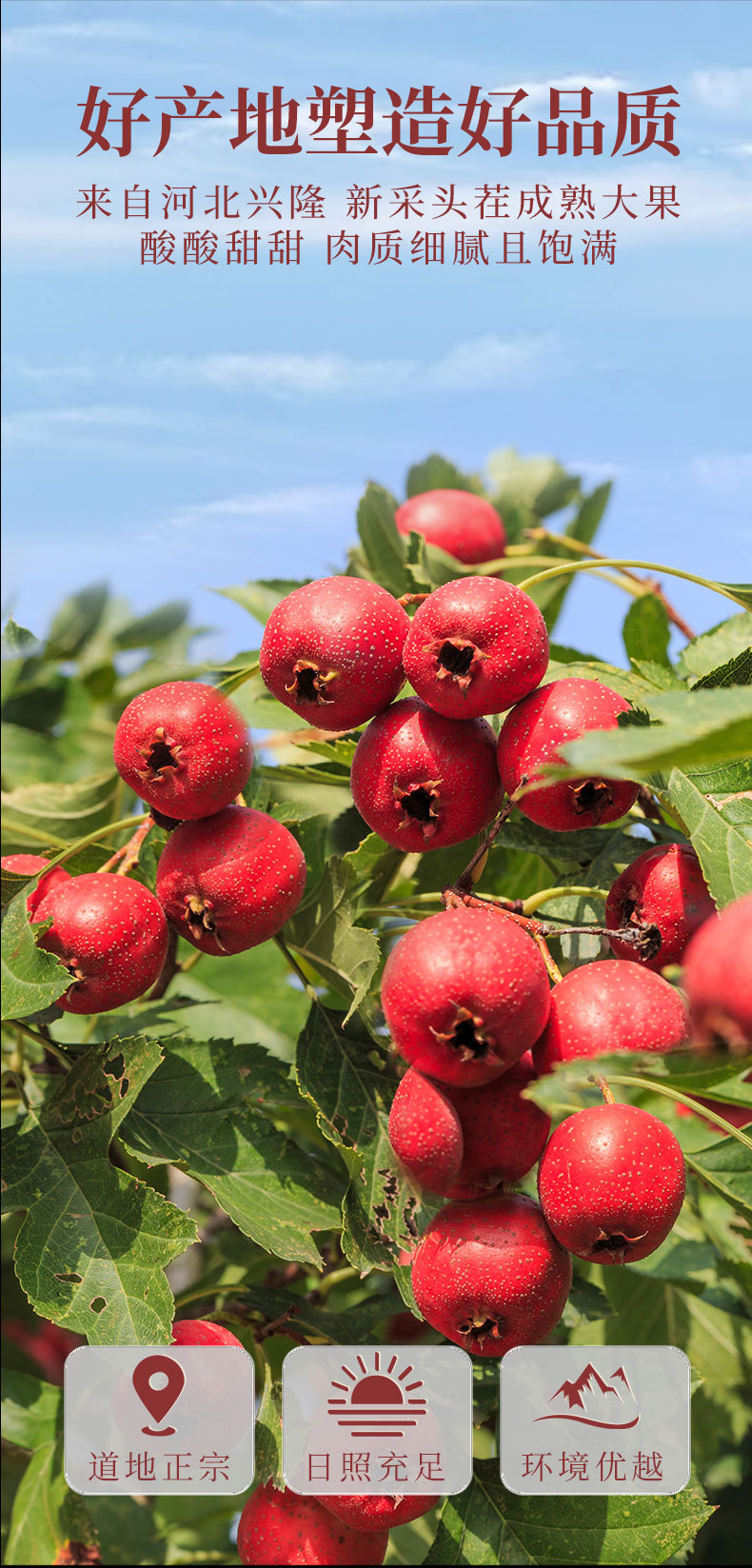 Shan Zha Slices (Crataegus pinnatifida) — Dried Seedless Hawthorn Fruit for Tea & Daily Snacking overview