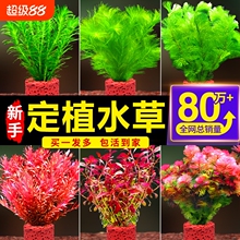 鱼缸水草植物造景用阴性火山石真草蜈蚣草增氧净化水质养鱼套餐