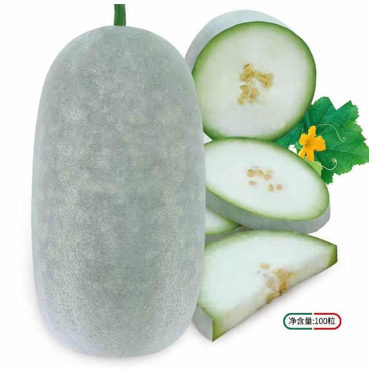 Fenbao No. 4 Xiangyan Mini Winter Melon with a Bunch of Bells Has the Ability to Continuously Set Fruit and Has Strong Growth. the Powder Turns White and the Skin Turns Pink Quickly