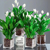 White palm potted plants, smooth sailing hydraulic plant rooms, good flowers, green dill green plants, green palms, red palm blooming