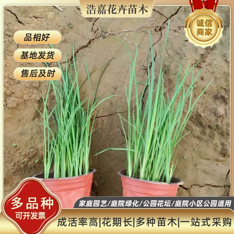 Многолетняя трава Малана с многократным прорастанием, соль и щелочестойкая, парковый цветочный морской пейзаж/Цветок Малана, фиолетовый цветок