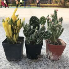 �����f��ɽ�\�����J�C������������M���k���������ݗ��Gֲ