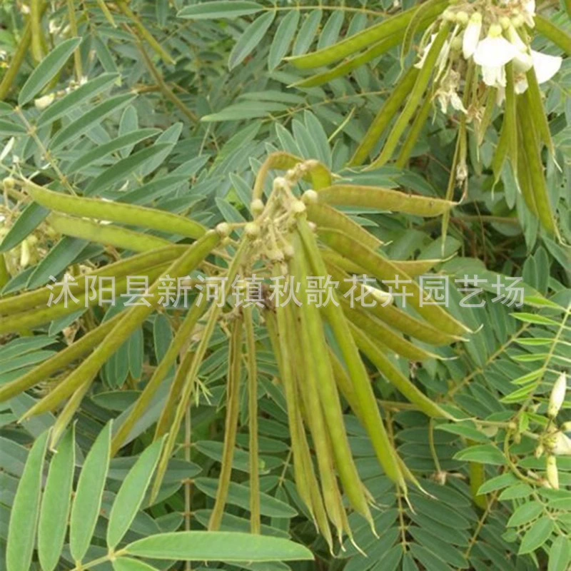 Семена Сундамора Семена Лесные деревья Семена Белого ясеня Семена Сундамора Короткие листья ясеня чашечки Семена Четыре сезона Посев сада Защита склонов и закрепление почвы