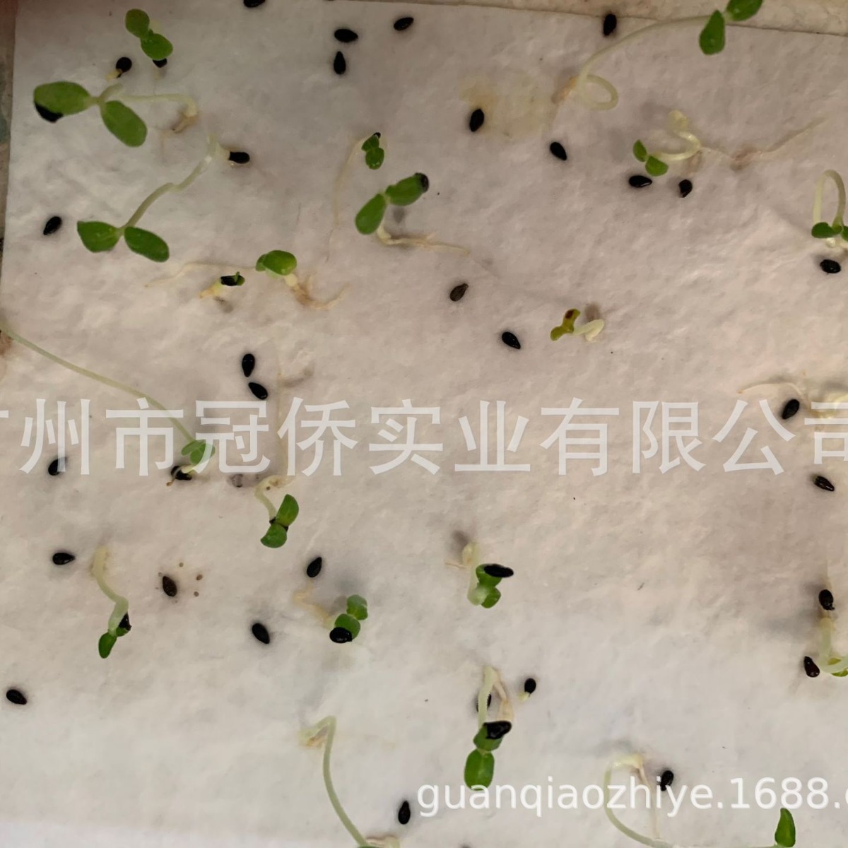 再造可降解发芽纸 种子纸 红包seed paper名信片 吊牌纸 卡片