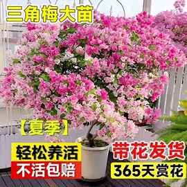 盆栽;其他园林资材;栽培基质