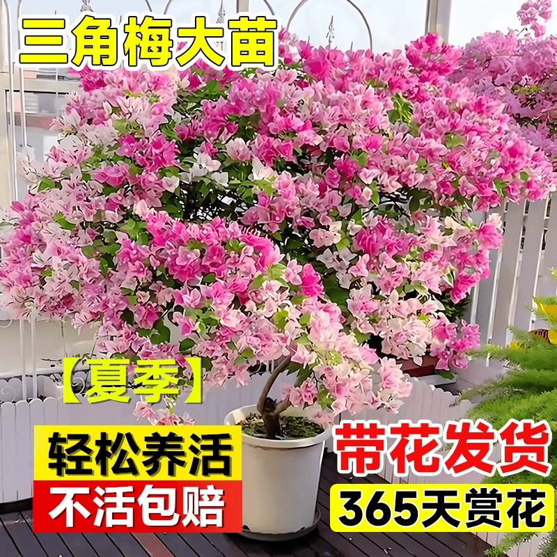 Растение в горшке бугенвиллии с цветами и зелеными растениями, плавающие ветви красной и зеленой вишни, четырехсезонные цветущие рассады, зеленые растения для внутреннего балкона в гостиной.