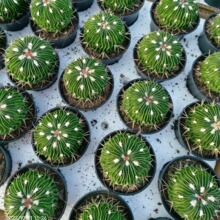 ǧ���f��  ������  ���w 6-8cm �и� �_�������� ���� Ó��l؛