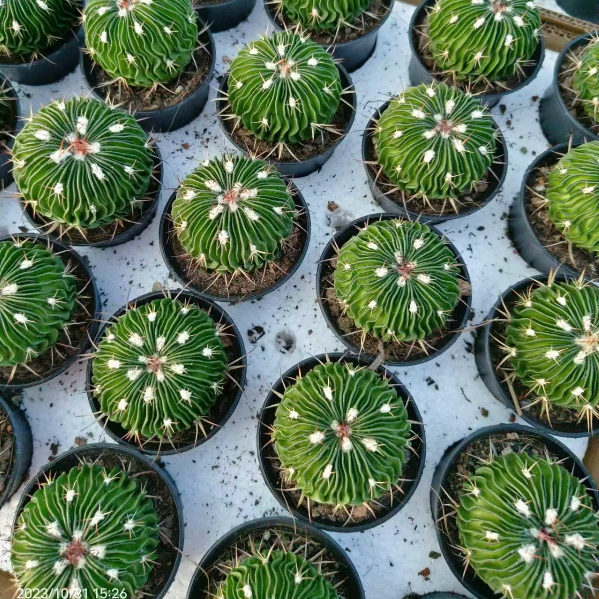 千波万波  多棱玉  大颗 6-8cm 有根 开花仙人球 实拍 脱盆发货