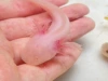 Premium albino red eyes 8-10cm