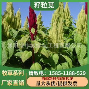 American Amaranth Seeds Pasture Seeds Black Qianhuigu Nutritionally High Chicken, Duck, Goose and Poultry Love to Eat Amaranth Pasture Seeds